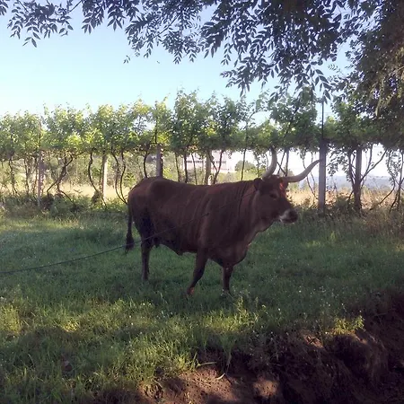 Casa Do Avo Дом отдыха *