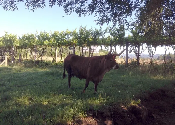 Casa Do Avo 度假居 *